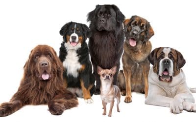 How to Stop Dog Aggression with Training