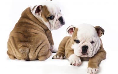 Puppies: The First Year, What to Expect