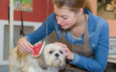 Essential Items You Should Have To Groom Your Pets At Home