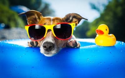 Tips for Enjoying an Awesome Vacation with Your Dog