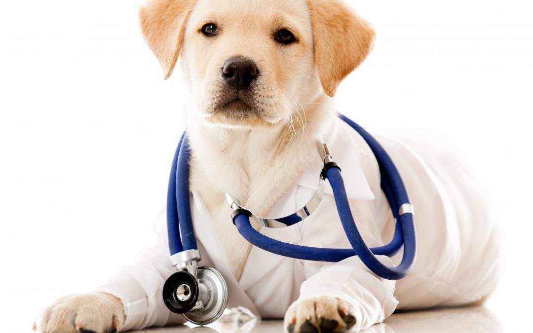 Common Pet Health Issues and How to Treat Them
