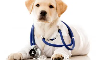 Pet Health Issues