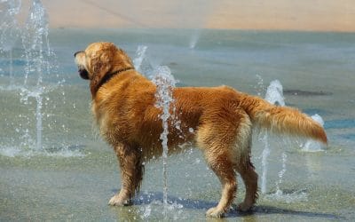 Fun Places to Take your Dog in Union County NC