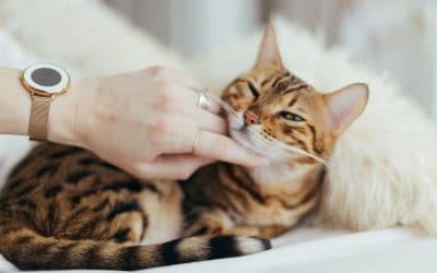 Safe, Natural “Hacks” To Cure Your Constipated Cat