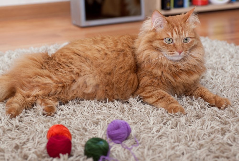 5 Cat Products We Couldn’t Live Without