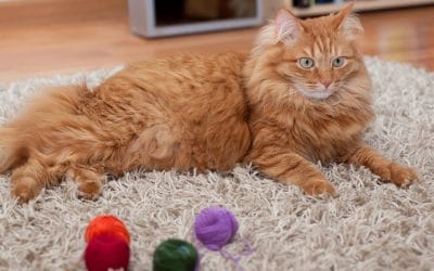 Heated Cat House for Your Furry Feline