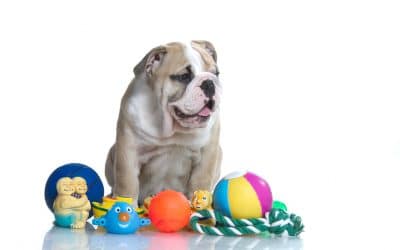 7 Top Tips For First Time Dog Owners