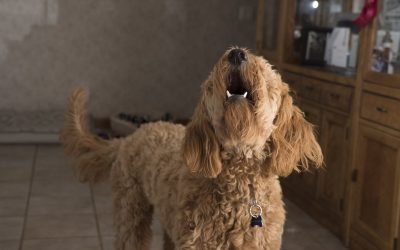 Rainy Day Activities for Your Dog