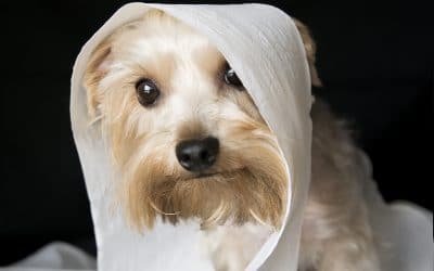 Fast and High Effectively ways to potty train your puppy