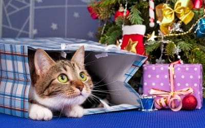 Great Christmas Gift Ideas for Cat Lovers