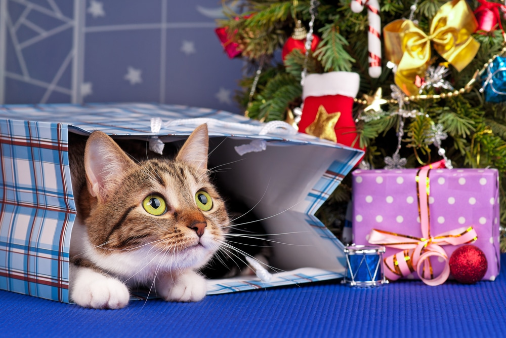 Great Christmas Gift Ideas for Cat Lovers