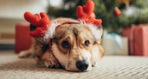 Christmas Hazards dog and cat