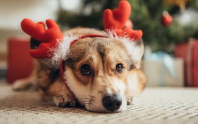 7 Holiday-Season Dog Dangers to Avoid