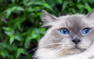 All about the Ragdoll Cat