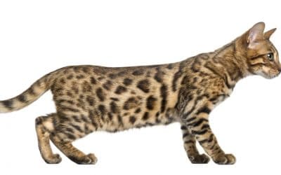 The Bengal Cat