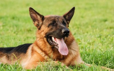 The Toughest Dog Chew Toys