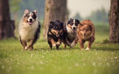 What is the Best Dog Breed for a family with Young Children