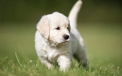 Top Dog Toys in 2019