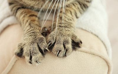 How To Stop Your Cat from Clawing Your Furniture