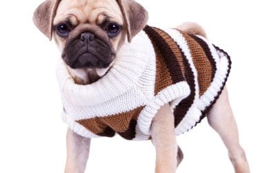 Selecting Comfortable Dog Clothes for Your Pet  