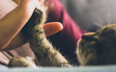 Love and Kisses Pet Sitting Explains Why Your Cat Needs a Daily Visit (Not Every Other Day)