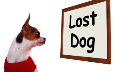 How Findshadow Can Help Owners Reunite With Their Lost Dogs