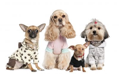 Animals That Will Become the Best Companions in Your Life