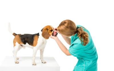 ENLARGED GUMS IN DOG: CAUSES AND TREATMENTS