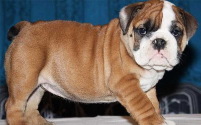 Unusual Dog Behaviors You Probably Didn’t Know
