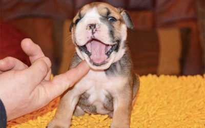 How to Know if Your Pets are Stressed