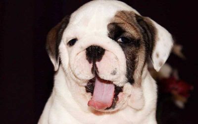 What Causes Stress in Pets?