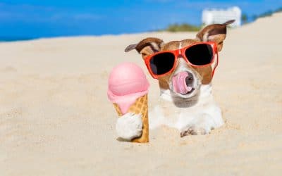 Summer Safety Tips for Your Pets From Your Indian Trail Pet Sitter