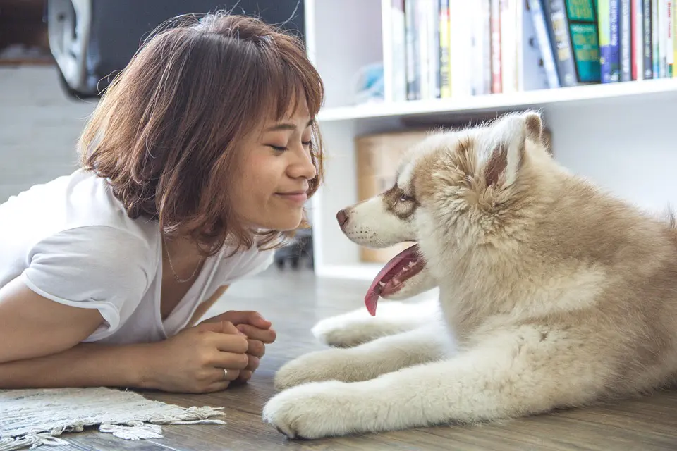 Pet Sitting vs Pet Boarding – Which One Should You Choose for Your Dog