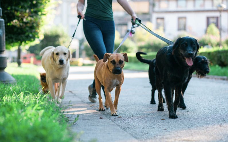 Dog Walking Service