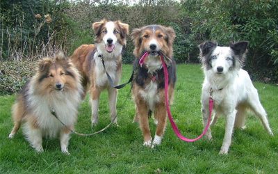 How Much Exercise Does A Dog Require?