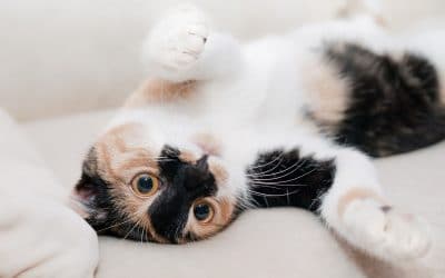 What is A Hairball and How to Get Rid of Them?