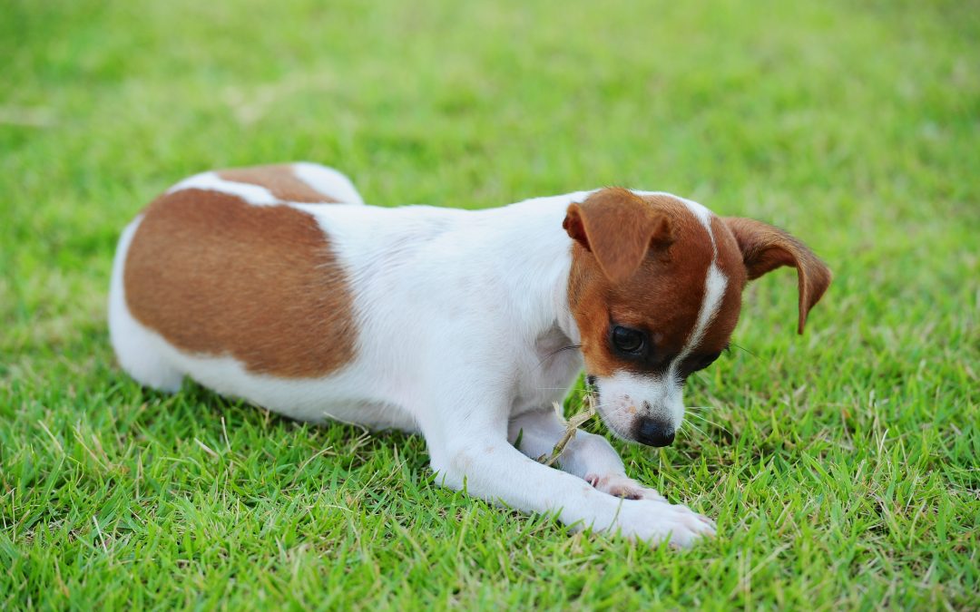 Why Do Dogs Eat Grass? Is it safe?