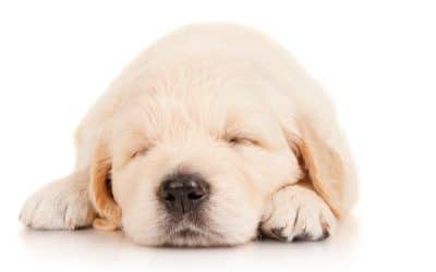 Keeping Your Puppy Safe in His First Year
