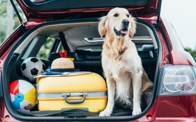 Know These 5 Fun Activities with Your Dog While Traveling