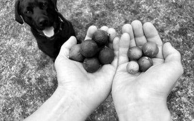Dangers of Macadamia Nuts For Dogs