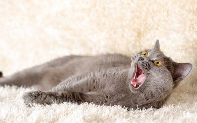 What is A Hairball and How to Get Rid of Them?