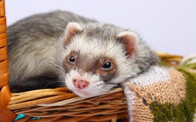 Do You Need a Pet Sitter for your Exotic Pet?