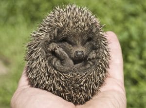 Hedgehog pet sitter