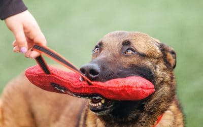 What Must You Do After a Dog Bite?
