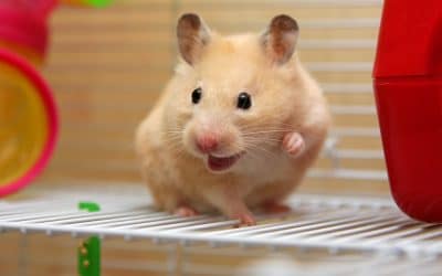 How Pets in the Classroom Improve Learning Skills