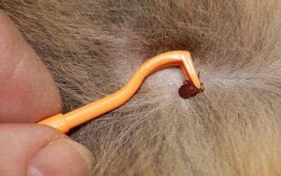Lyme Disease in Dogs