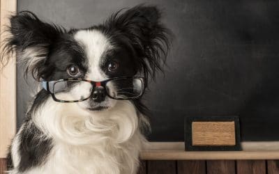 Top 10 Dorm Animals You Can Take With You In College