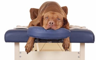 Benefits and Basics of Dog Massage
