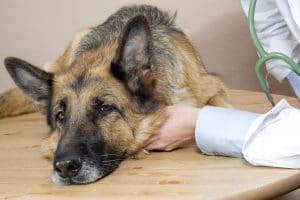 Arthritis in Dogs