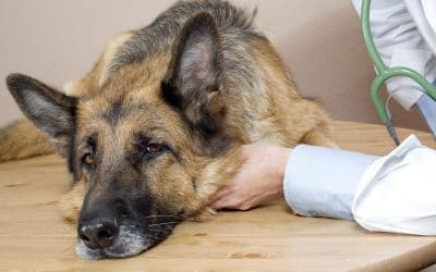 Arthritis in Dogs: Signs, Causes, and Treatment